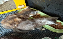 Maine Coon cats for sale: Beautiful playful 4 mainecoons kittens  - Image 10