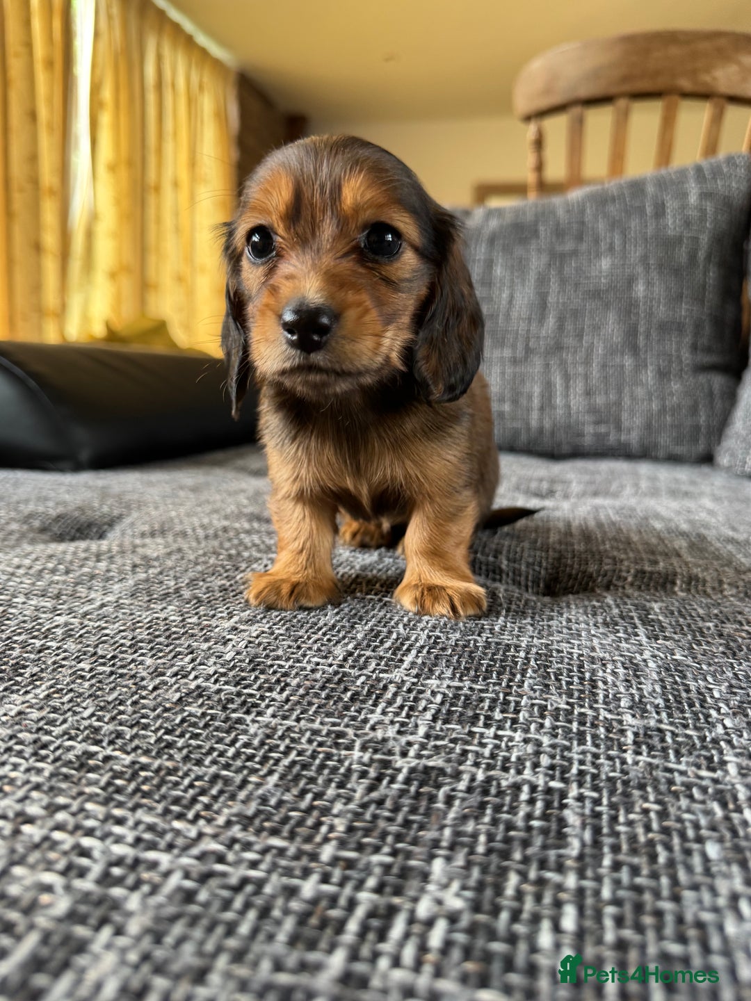 Miniature Dachshund dogs for sale: Miniature dachshund puppies  - Image 10