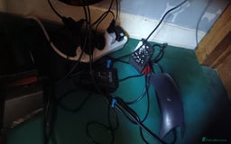 Other/Mixed Breed fish for sale: 5ft fish tank with fish - Image 4