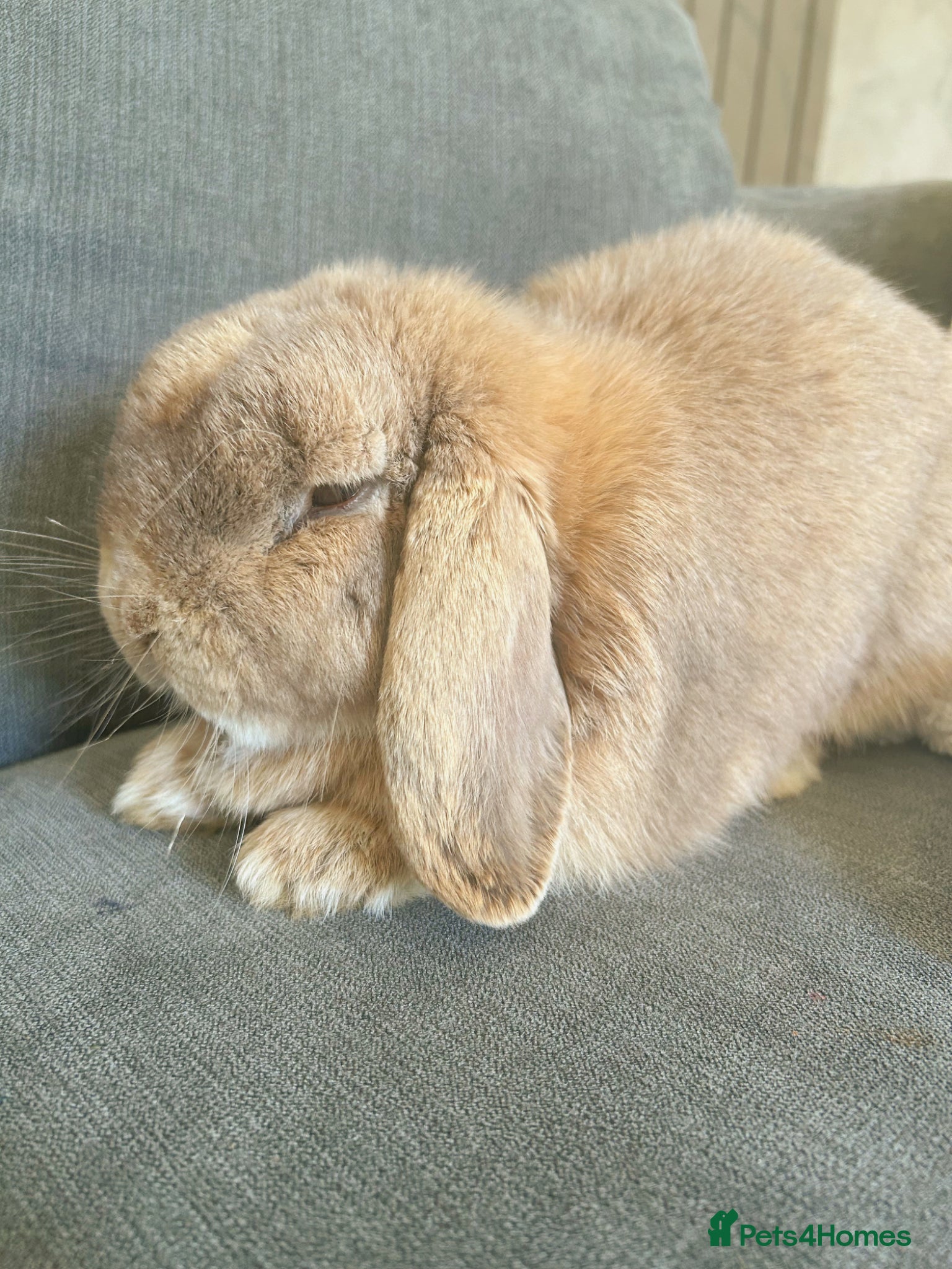 Mini Lop rabbits Mini Lop For Sale - Advert 1