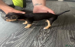 Jack Russell dogs for sale: Beautiful litter of Jack Russell pups - Image 29