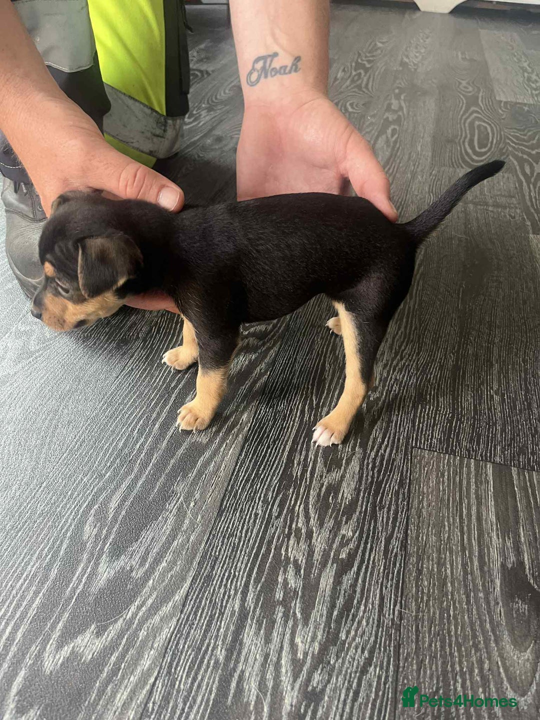 Jack Russell dogs for sale: Beautiful litter of Jack Russell pups - Image 29