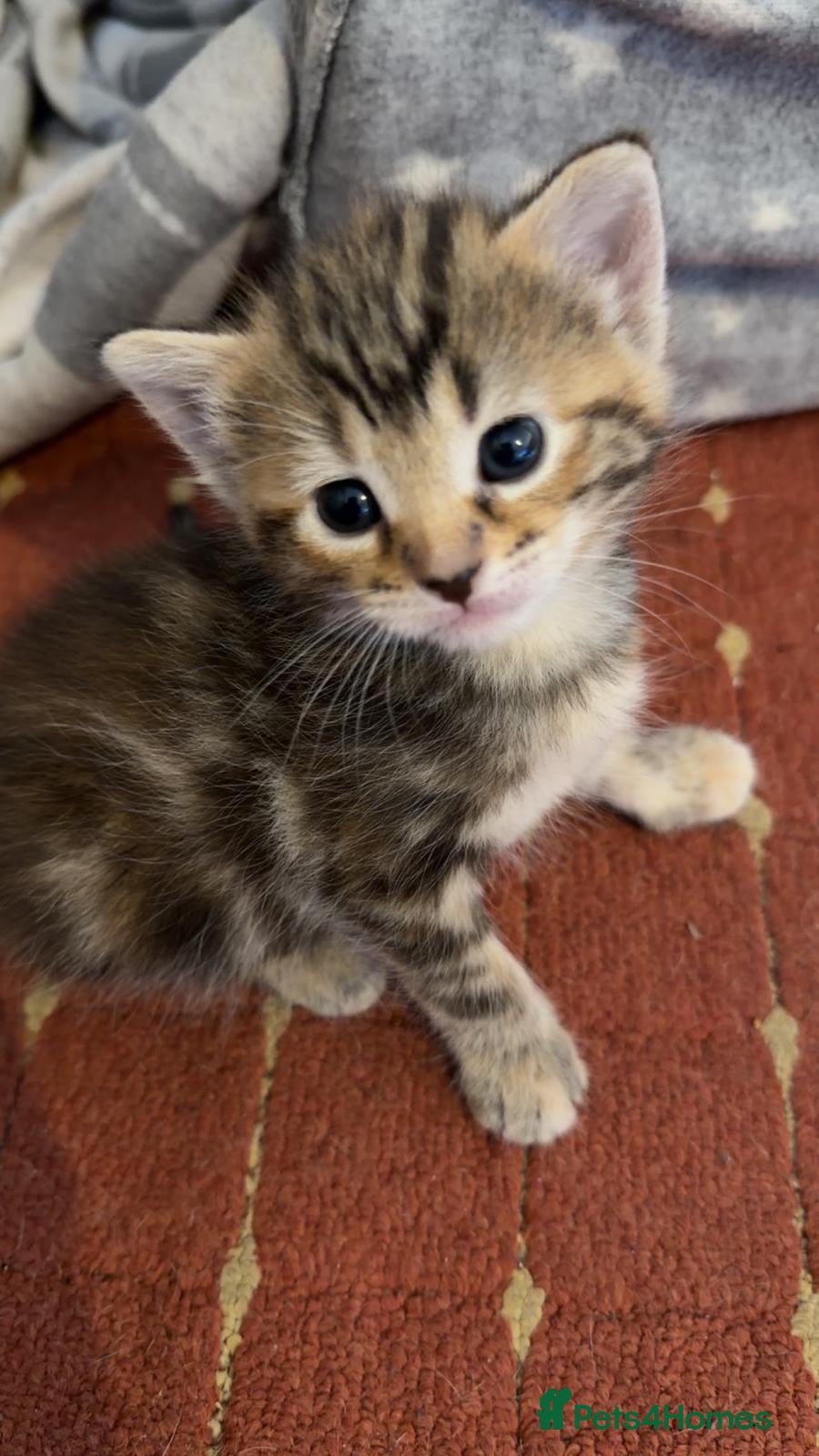 Mixed Breed cats Adorable chubbi looking for new home - Advert 2