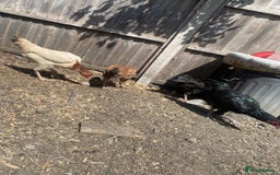 Chickens poultry for sale: Aseel cross cockerel, aseel hens & shamo hen in London - Image 14
