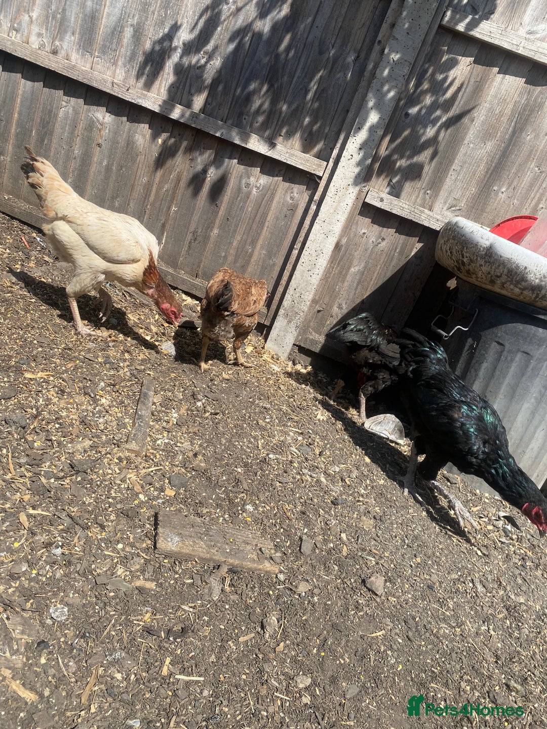 Chickens poultry for sale: Aseel cross cockerel, aseel hens & shamo hen in London - Image 14