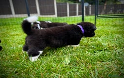 Akita dogs for sale: Quality KC Registered American Akita Puppies - Image 4