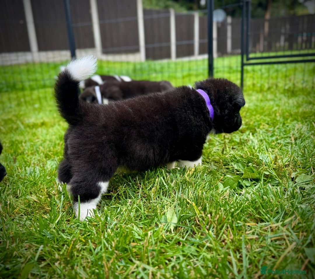 Akita dogs for sale: Quality KC Registered American Akita Puppies - Image 4
