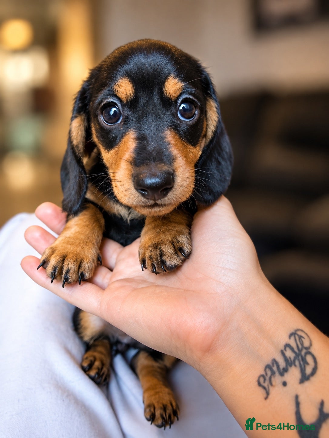 Miniature Dachshund dogs Miniature dachshund puppies - Advert 7