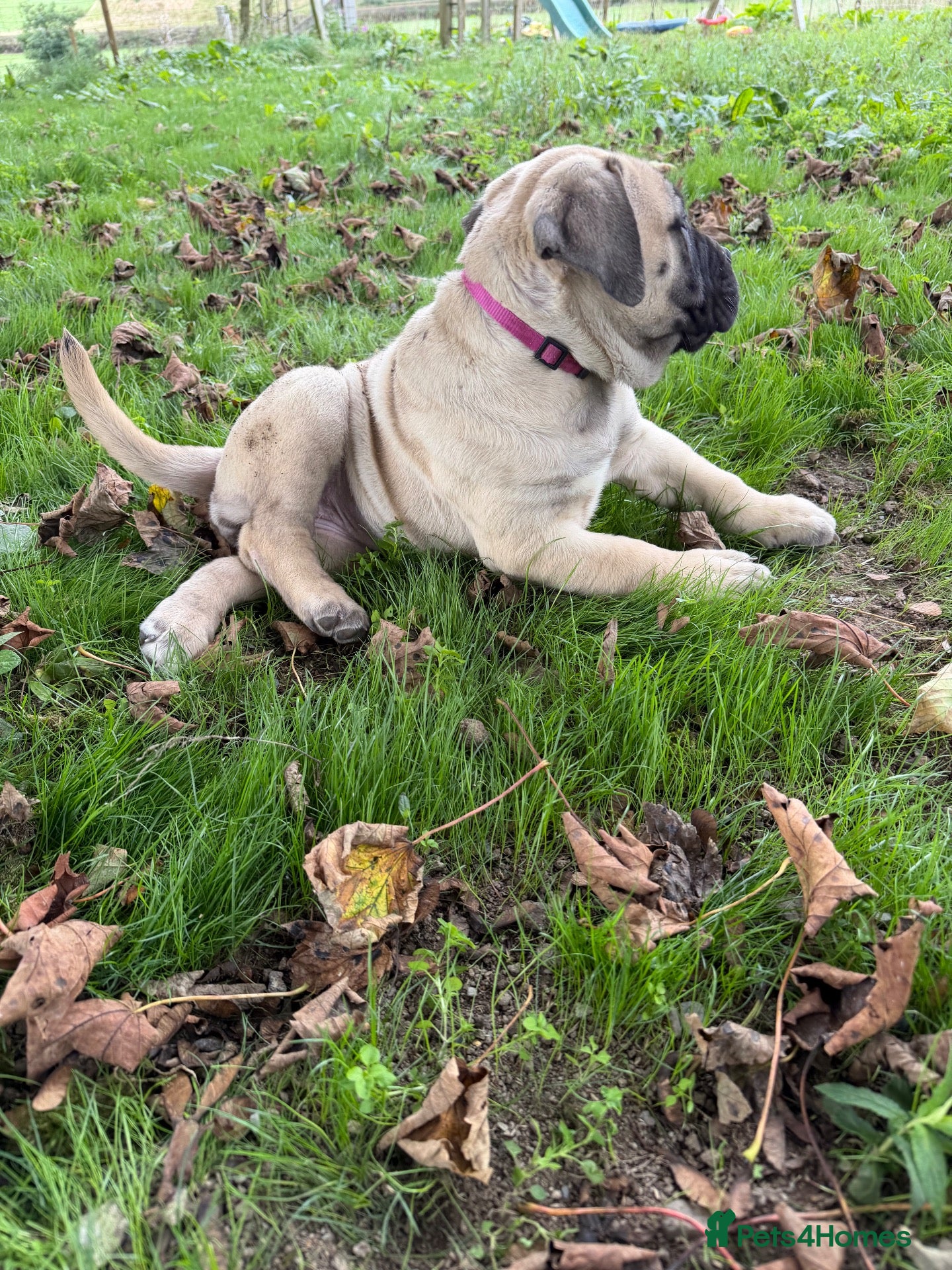 Bullmastiff dogs Beautiful Bullmastiff Puppies – 2 Boys & 3 Girls - Advert 5