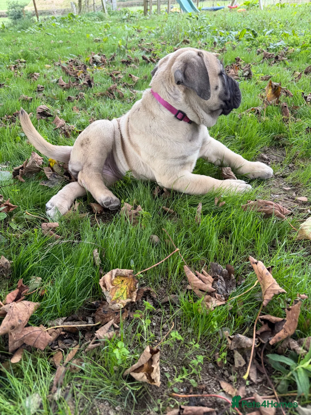 Bullmastiff dogs for sale: Beautiful Bullmastiff Puppies – 2 Boys & 3 Girls - Advert 1
