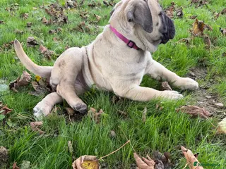 Bullmastiff dogs Beautiful Bullmastiff Puppies – 2 Boys & 3 Girls - Advert 5