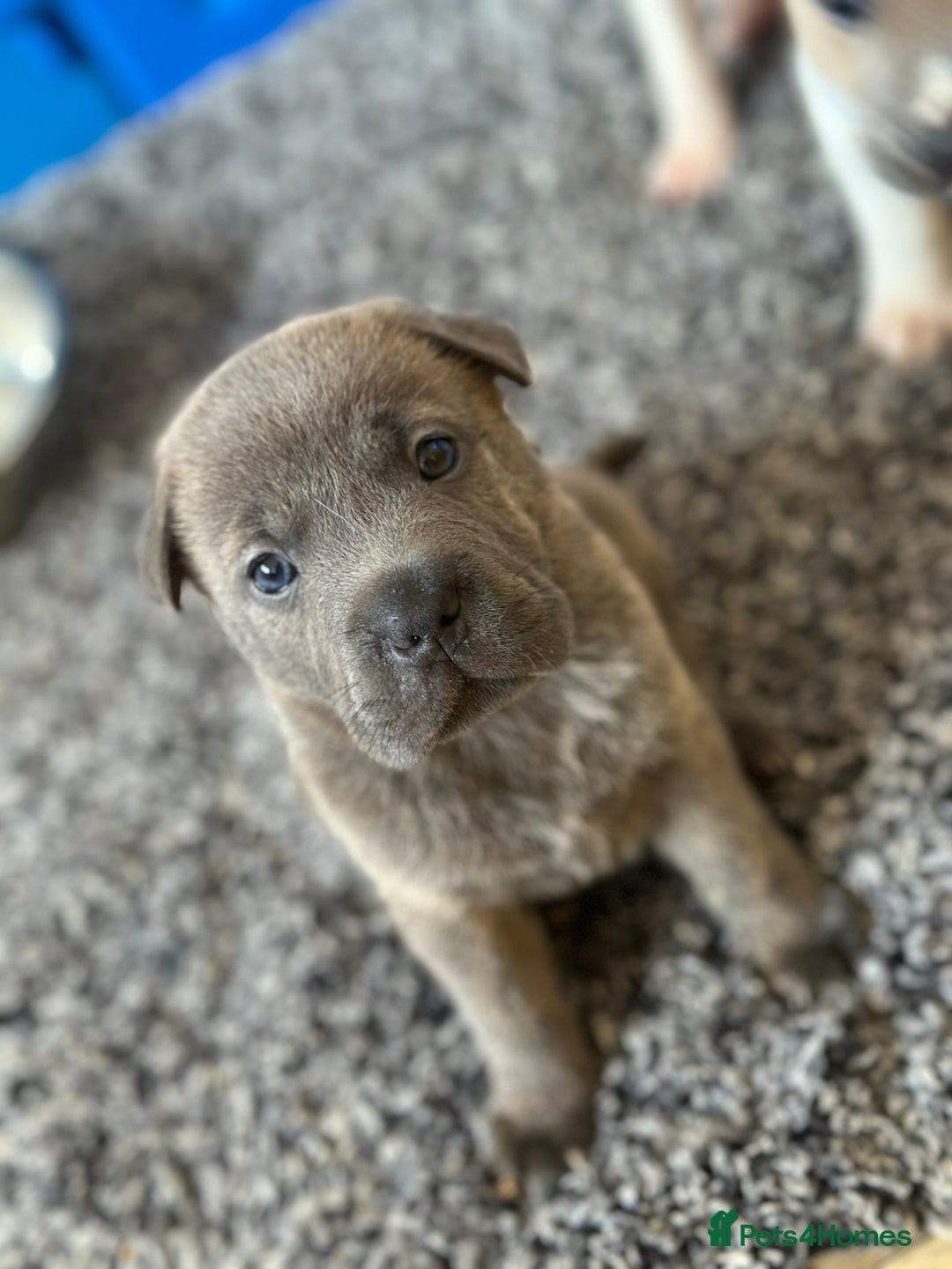Mixed Breed dogs for sale: Ready to leave!! Staffy X Shar Pei puppies puppy - Image 17