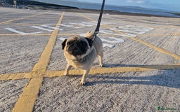 Pug dogs for sale: Lollita - Image 4