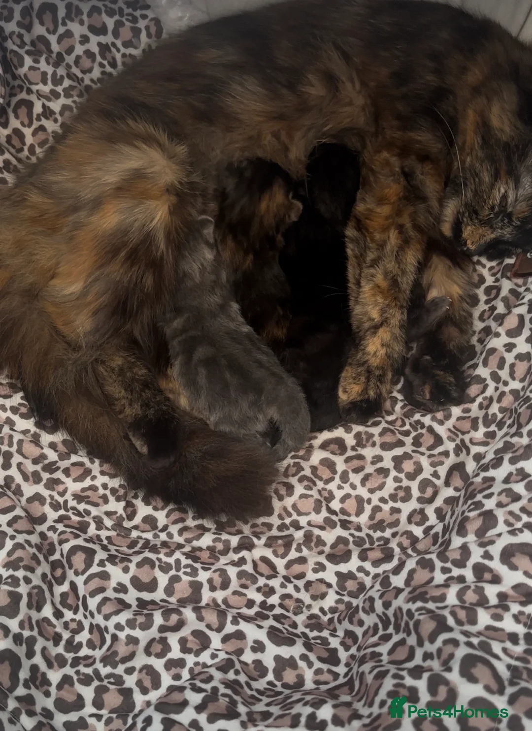 Mixed Breed cats for sale: Kittens for sale  in Abergele - Advert 2