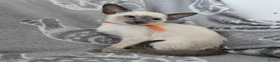 Siamese Kitten 2 Orange collar