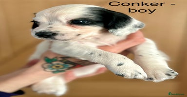 Cocker Spaniel dogs - Advert 3