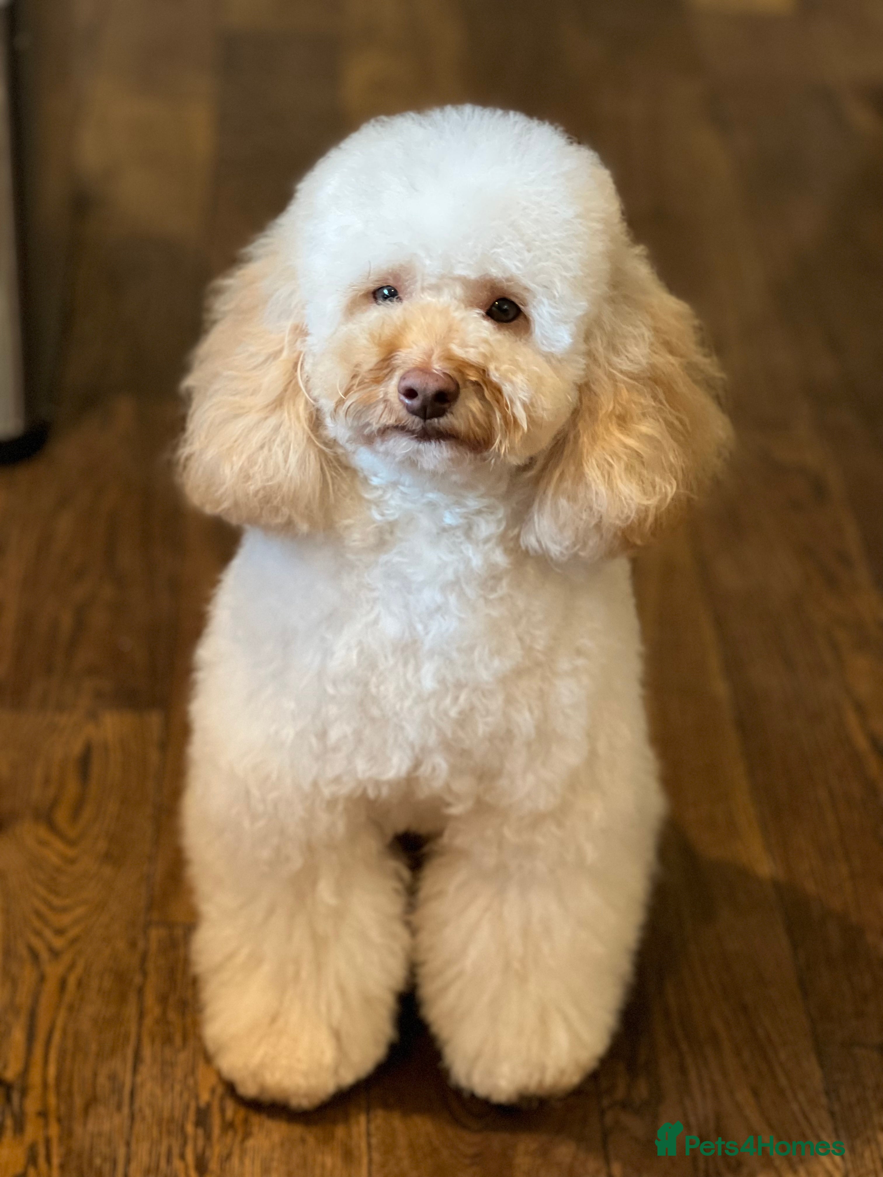 Toy Poodle dogs Teddy - Choc Phantom Covered in Cream Carrys Parti in Eastleigh - Advert 14