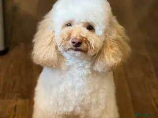 Toy Poodle dogs Teddy - Choc Phantom Covered in Cream Carrys Parti in Eastleigh - Advert 6