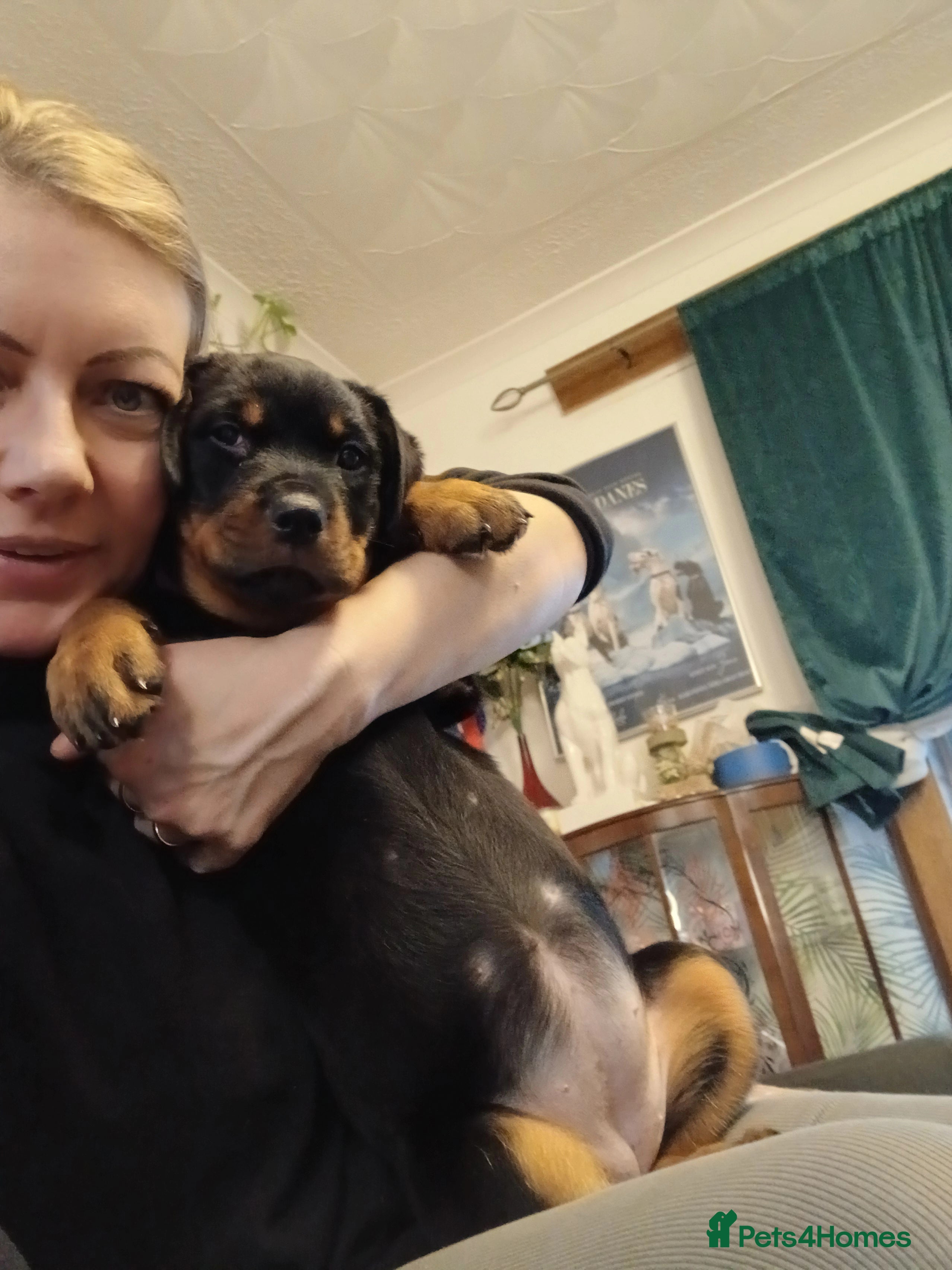 Rottweiler dogs READY NOW KC beautiful girl  - Advert 6