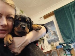 Rottweiler dogs READY NOW KC beautiful girl - Advert 5