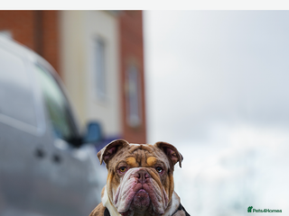 English Bulldog dogs in Manchester - Advert 7