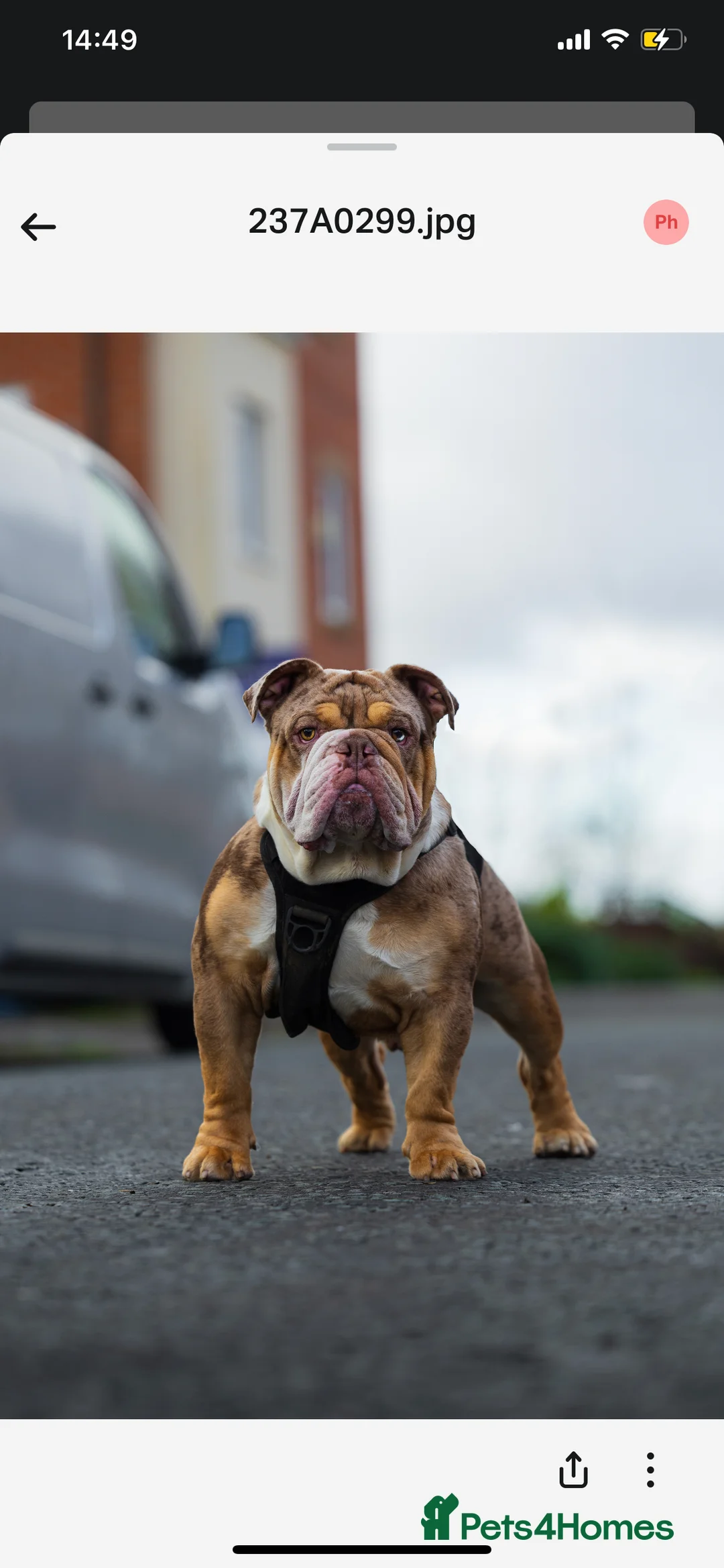 English Bulldog dogs for stud: Chocolate tri Merle  in Manchester - Advert 1