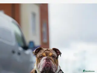 English Bulldog dogs Chocolate tri Merle in Manchester - Advert 11
