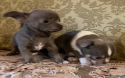 Chihuahua dogs for sale: Chihuahua girls from licensed breeder - Image 15