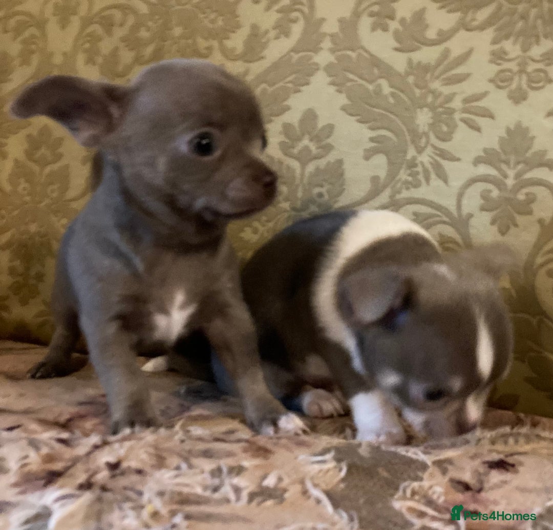 Chihuahua dogs for sale: Chihuahua girls from licensed breeder - Image 15