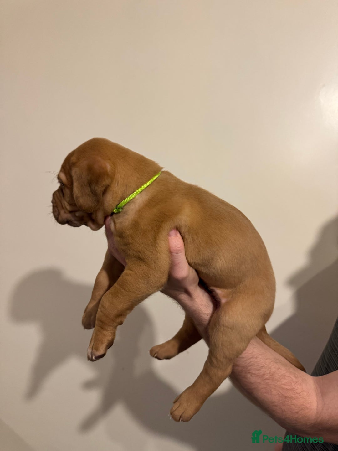 Dogue De Bordeaux dogs for sale: Dogue de Bordeaux pups for sale - Advert 10