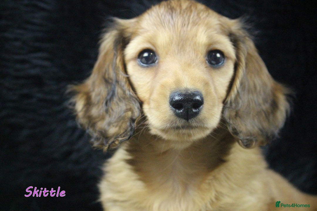 Miniature Dachshund dogs for sale: KC PRA Clear Mini Longhair Daxies – Dapple - Advert 23