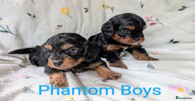 Cavapoo dogs - Advert 2