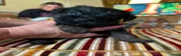 Border Terrier dogs for sale: 2 Boys.Border terrier puppies SLEMCLR parents  - Advert 23