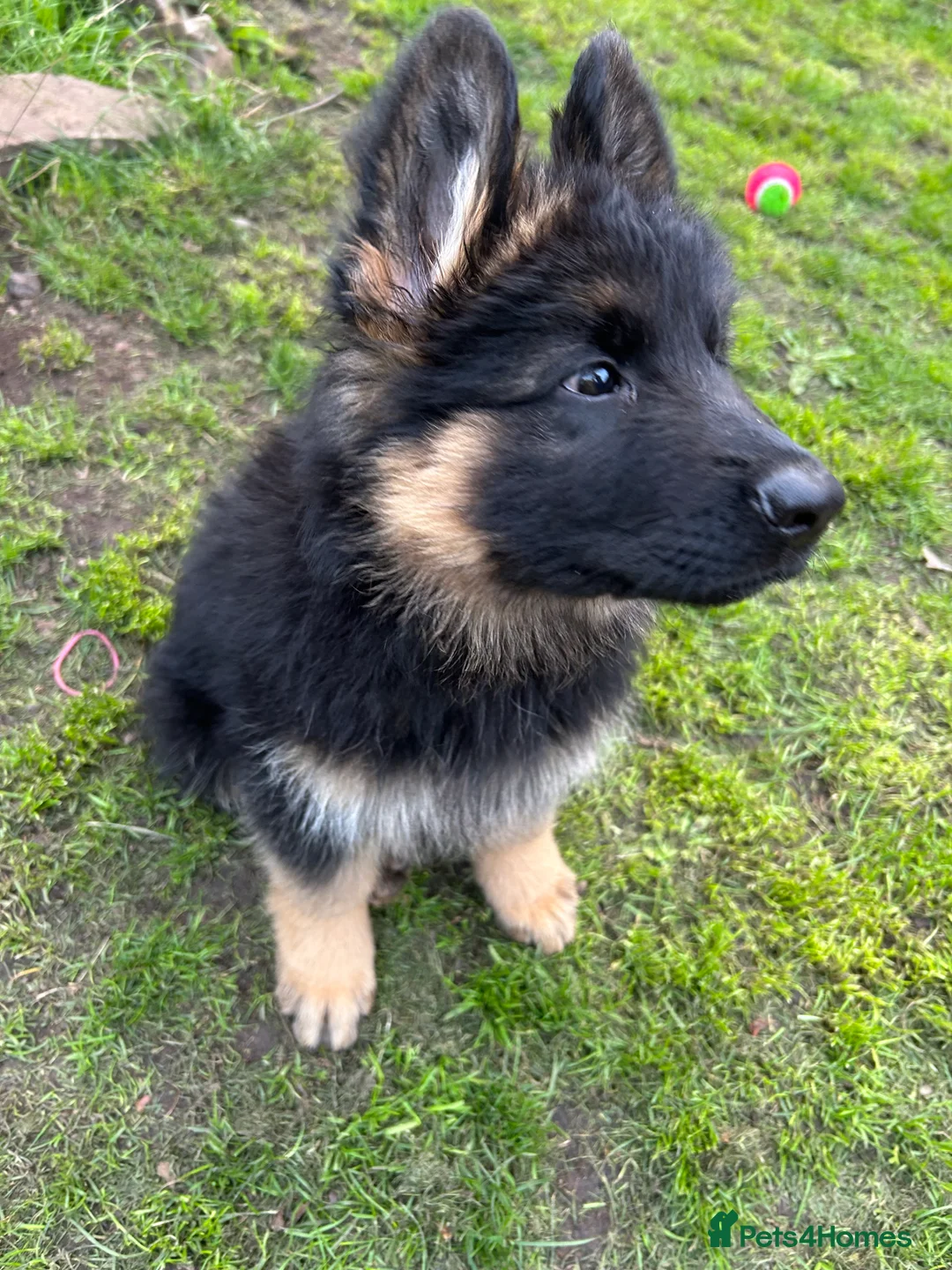 German Shepherd dogs for sale: 7 month old female GSD - Advert 4