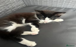 Mixed Breed cats for sale: Cat for sale  - Image 3