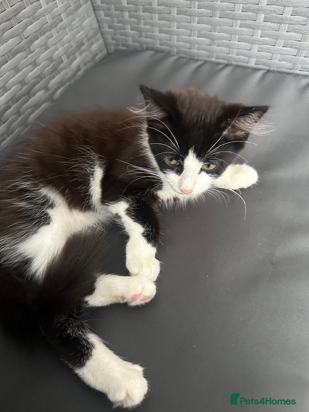 Mixed Breed cats for sale: Cat for sale  - Image 3