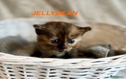 Persian cats for sale: Absolutely Stunning litter of Persian/Ragdolls - Image 28