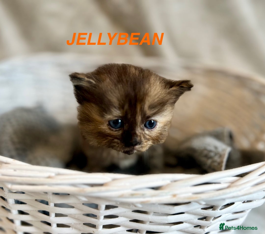Persian cats for sale: Absolutely Stunning litter of Persian/Ragdolls - Image 28