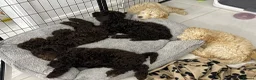 Labradoodle dogs for sale: Beautiful labradoodle puppies! - Advert 4