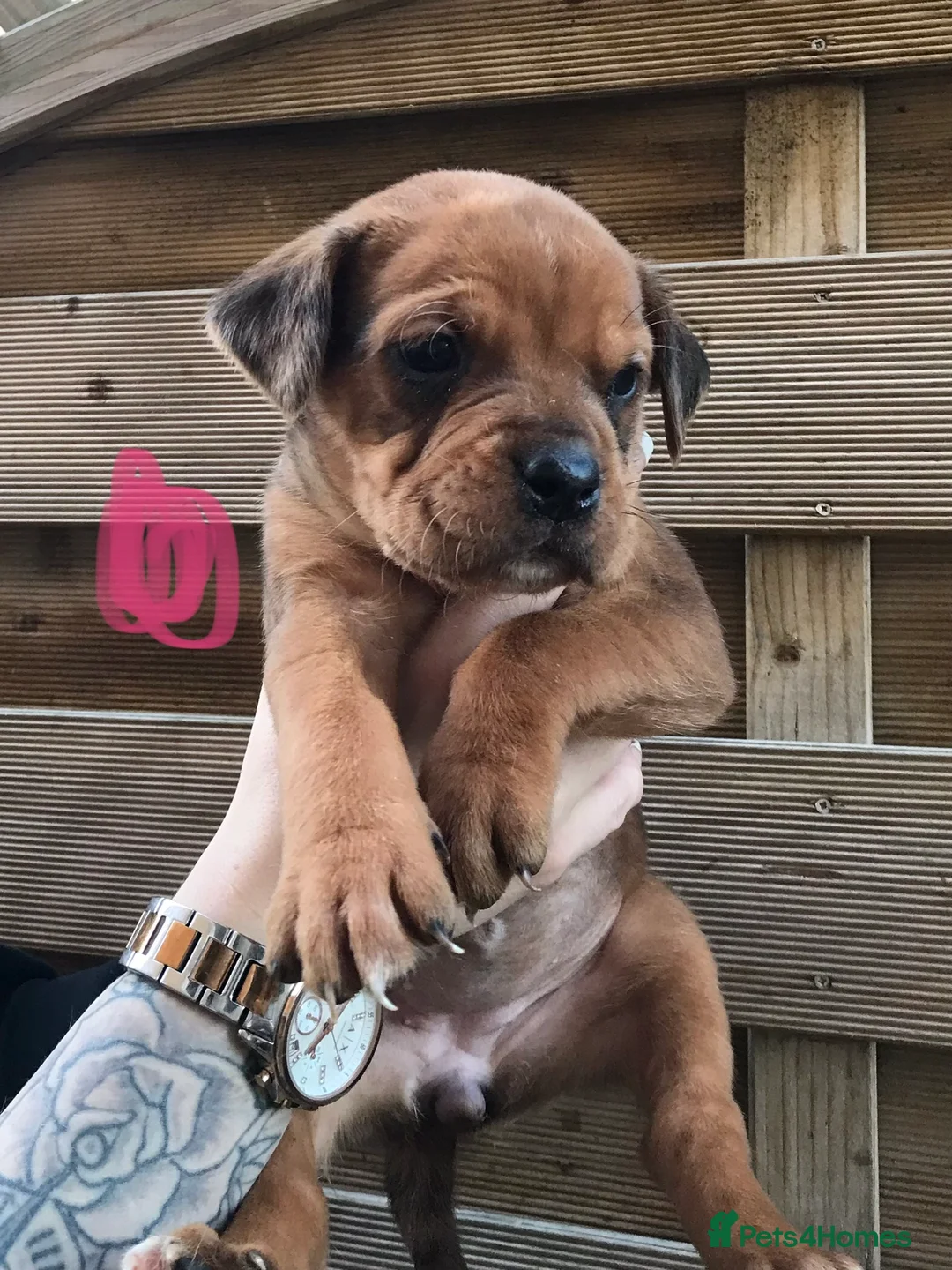 Mixed Breed dogs for sale: Bullweiller pups Merle  - Advert 24