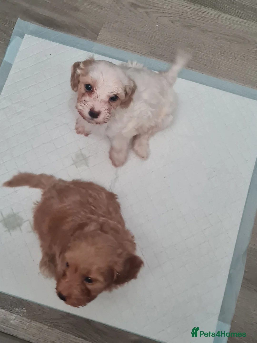 Cavapoo dogs for sale: Beautiful Cavapoo Puppies in Stourbridge - Advert 5