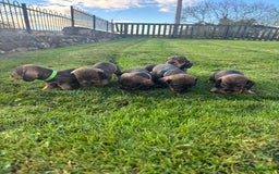 Dachshund dogs for sale: WHD - Wirehaired Dachshund (Teckle) Pups - Image 20