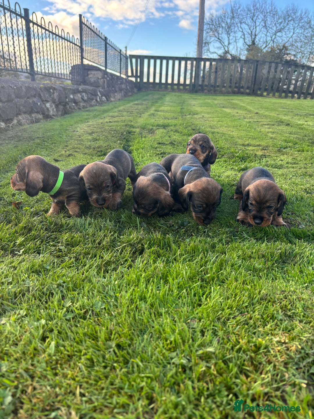 Dachshund dogs for sale: WHD - Wirehaired Dachshund (Teckle) Pups - Image 20