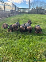 Dachshund dogs - Advert 1