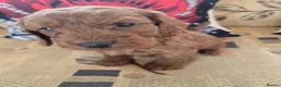 Cockapoo dogs for sale: Only 3 left  - Advert 6