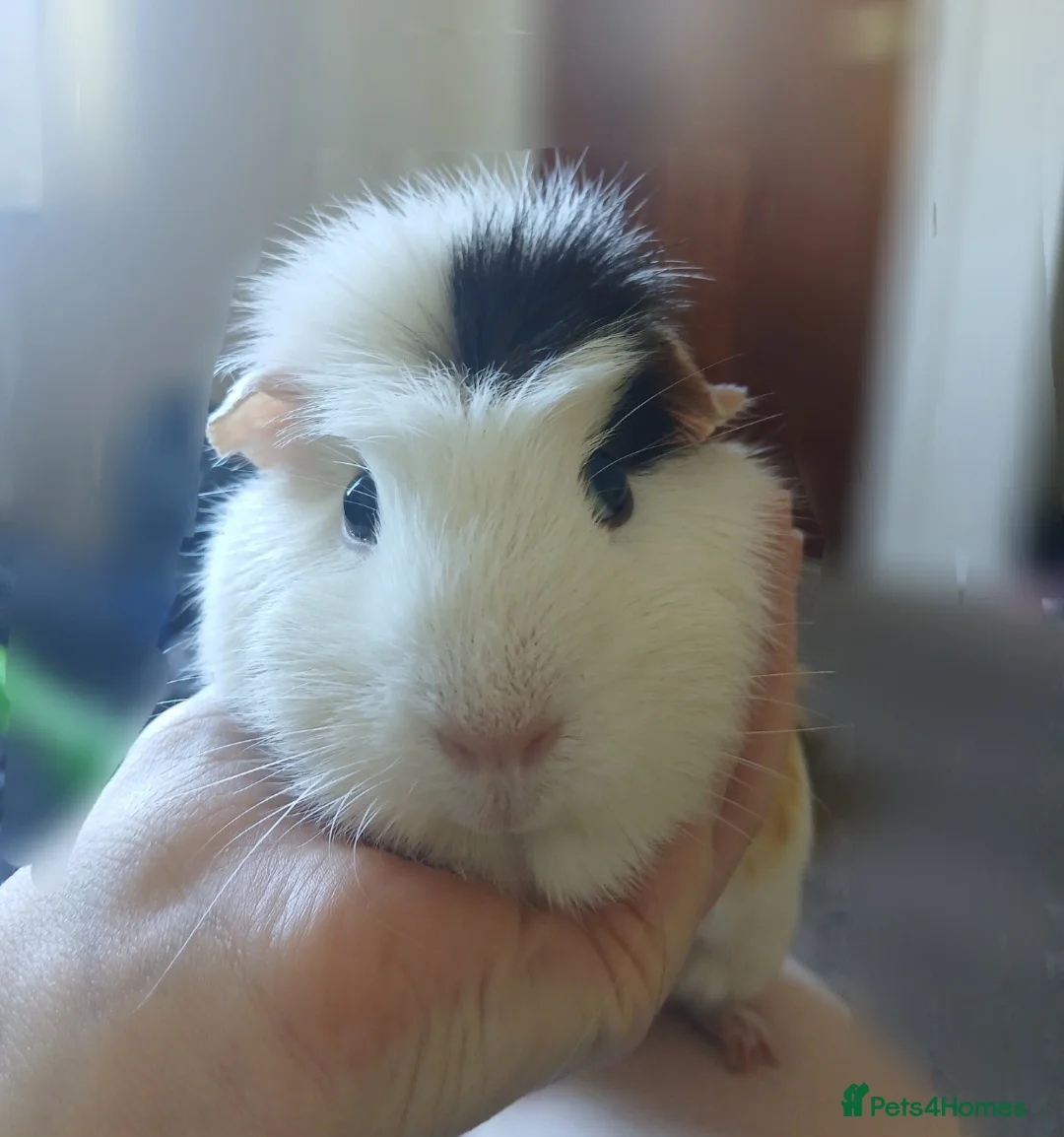 Guinea Pig rodents for sale: 2 female guineapigs for rehome - Advert 6