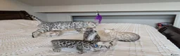 Bengal cats for sale: 🖤🩶🤍 Stunning Bengal Kittens 🤍🩶🖤 - Advert 40