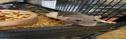Rat rodents for sale: BABY RATS Mixed    . Beautiful tame babies  - Advert 6