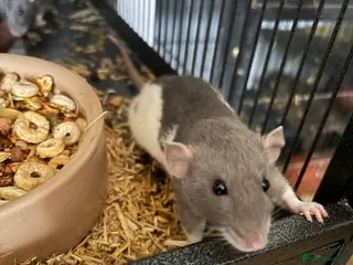 Rat rodents BABY RAT GIRLS . Beautiful tame babies - Advert 16