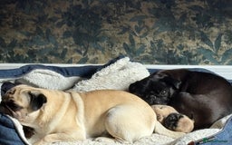 Pug dogs for sale: Fawn male pug - Image 3